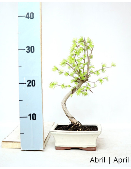 Pseudolarix Bonsai de 7 anos