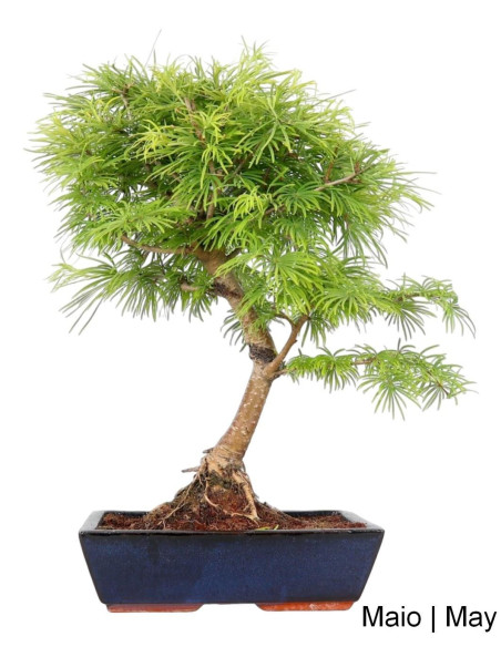 Pseudolarix Bonsai 17 years old