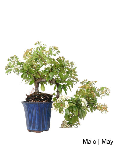 Bonsaï portugais |Bonsaï Pyracantha de 16 ans