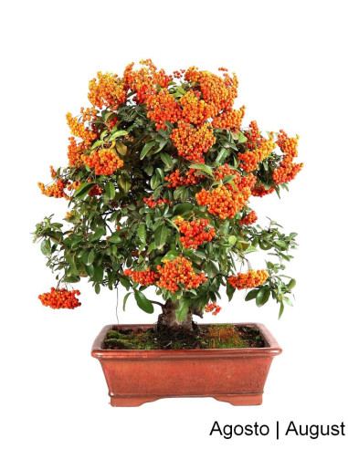 Luso Bonsai | Pyracantha Bonsai de 27 ans