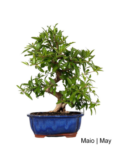 Luso Bonsai | Romazeira Nejikan Bonsai de 30 anos