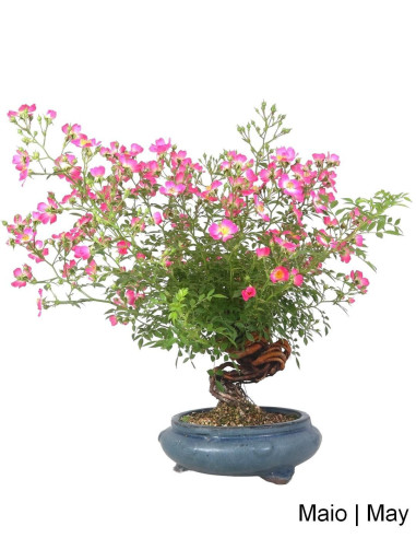 Rose | Luso Bonsai