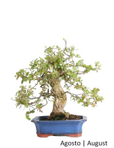 Bonsai di quercia da sughero di 33 anni