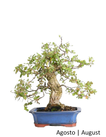 Sobreiro Bonsai de 33 anos