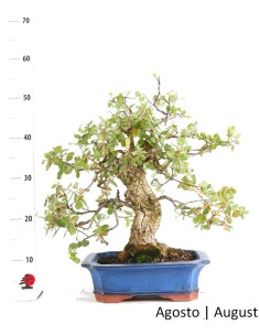 Bonsai di quercia da sughero di 33 anni 2