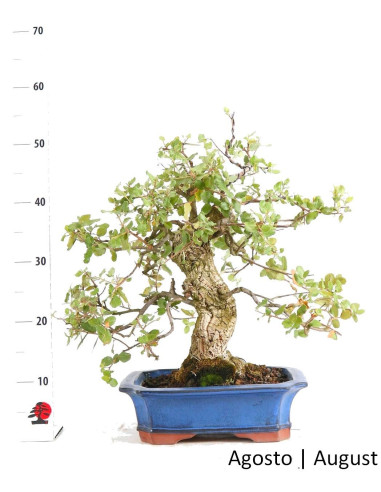 Sobreiro Bonsai de 33 anos