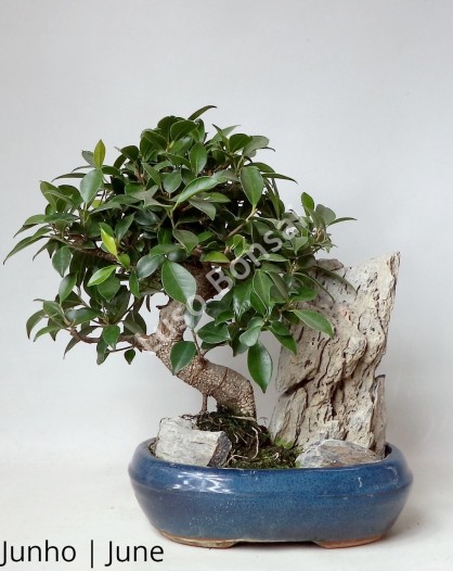 Ficus Retusa 12 anos