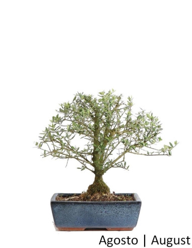 Luso Bonsai Acebuche 12 años Bonsai