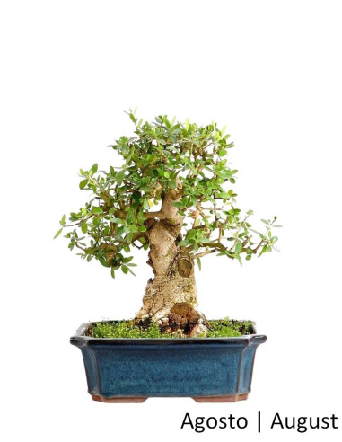 Olea sauvage - Oliveira Brava - Bonsai 27 ans | Luso Bonsai