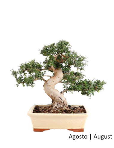 Olea sauvage - Oliveira Brava - Bonsai 40 ans | Luso Bonsai