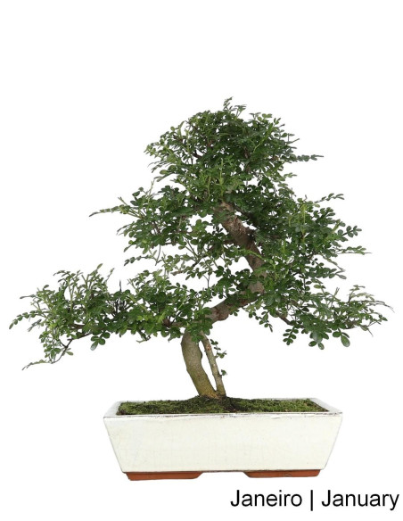 Zanthoxylum Bonsai de 17 Anos
