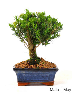 bonsai germany shop Buy Bonsai Soil Mix? ✓ Order before 16:30, shipped today – Sybotanica main image 1