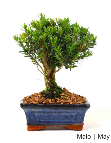 Buxus Harlandii Bonsai de 5 ans