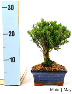 Buxus Harlandii Bonsai di 5 anni 2