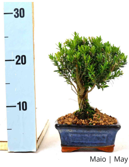 Buxus Harlandii Bonsai de 5 años