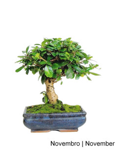 Carmona Macrophyla Bonsai von 7 Jahren