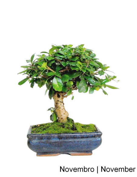 Carmona Macrophyla Bonsai de 7 anos