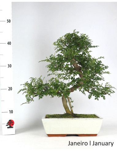Zanthoxylum Bonsai de 17 Anos
