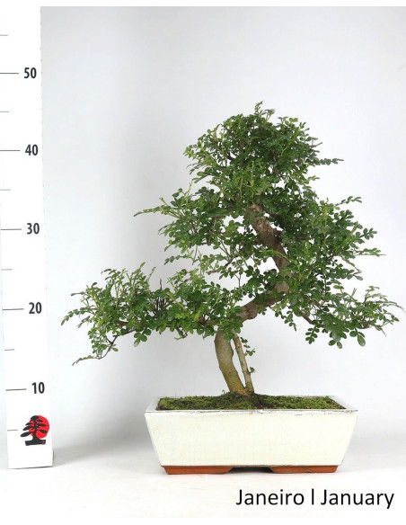 Zanthoxylum Bonsai de 17 Anos