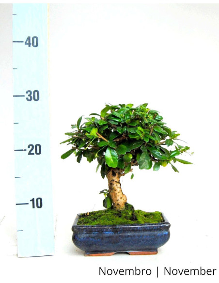 Carmona Macrophyla Bonsai de 7 anos