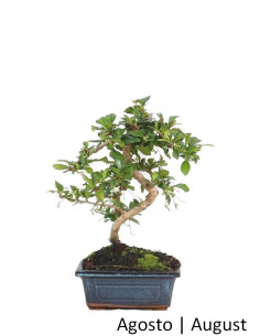 Carmona Macrophyla Bonsai von 6 Jahren