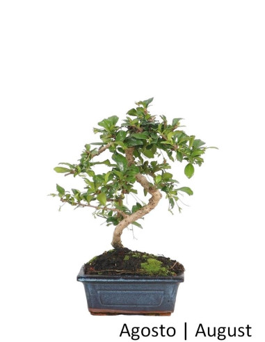 Luso Bonsai | Carmona Macrophyla Bonsai de 6 ans