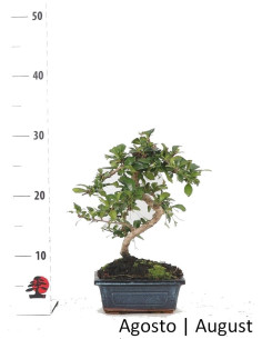 Carmona Macrophyla Bonsai von 6 Jahren 2