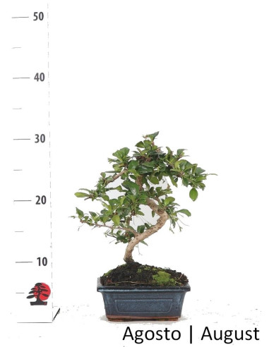 Carmona Macrophyla Bonsai de 6 Años