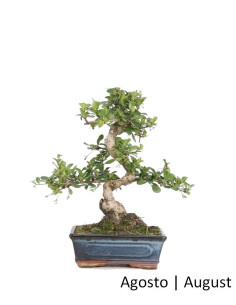 Carmona Macrophyla Bonsai of 8 Years
