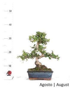 Carmona Macrophyla Bonsai di 8 Anni 2
