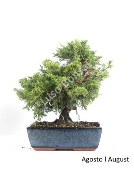 Juniperus Itoigawa 12 anos