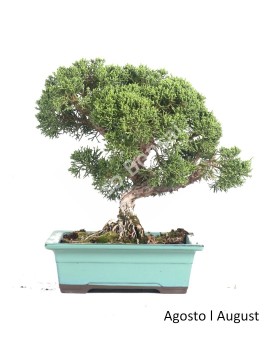 Juniperus Itoigawa 23 anos