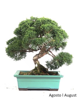 Juniperus Itoigawa 23 anos