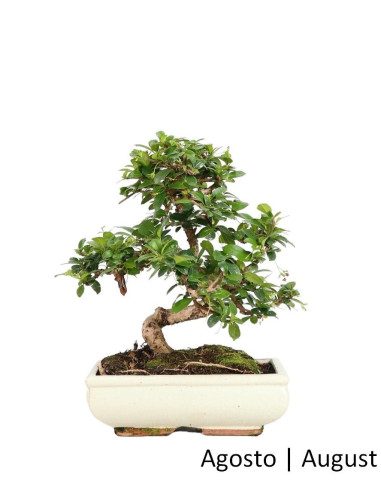 Carmona Macrophyla Bonsai di 10 Anni