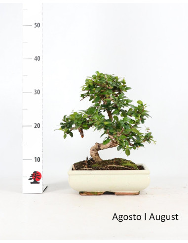 Carmona Macrophyla Bonsai di 10 Anni