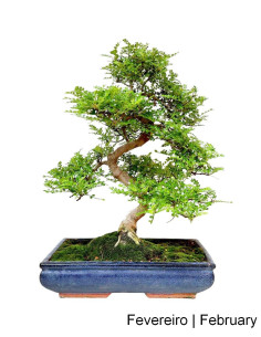 Zanthoxylum Bonsai of 21 years