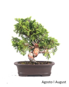 Juniperus Itoigawa 25 anos