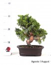 Juniperus Itoigawa 25 anos
