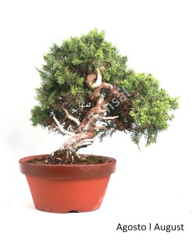 Juniperus Itoigawa 40 anos