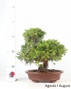 Juniperus Itoigawa 29 anos