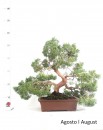 Juniperus Itoigawa 57 anos