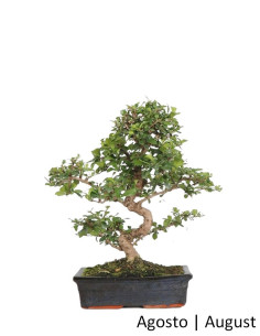 Carmona Macrophyla Bonsai de 17 ans