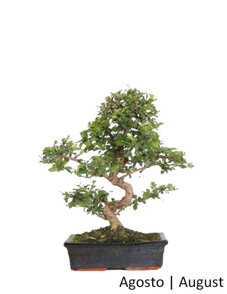 Carmona Macrophyla Bonsai von 17 Jahren