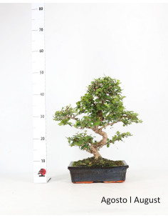 Carmona Macrophyla Bonsai of 17 Years 2
