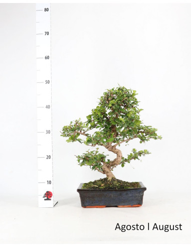 Carmona Macrophyla Bonsai of 17 Years