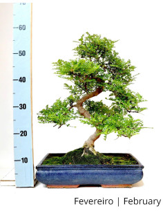Zanthoxylum Bonsai of 21 years 2