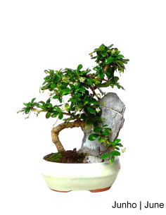 Carmona Macrophyla Bonsai of 7 years