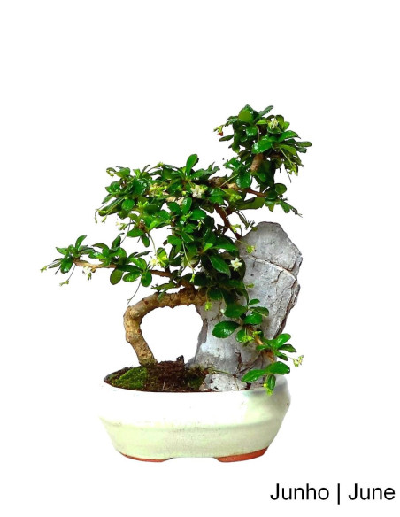 Carmona Macrophyla Bonsai of 7 years