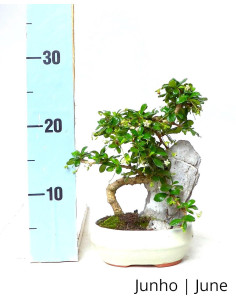 Carmona Macrophyla Bonsai von 7 Jahren 2