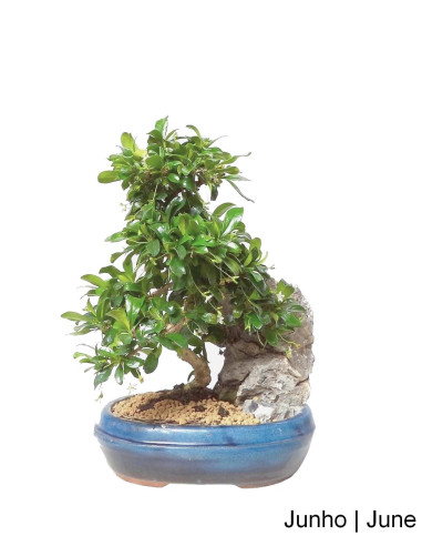 Carmona Macrophyla Bonsai di 12 anni